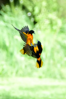 Baltimore Orioles - Allentown, PA
