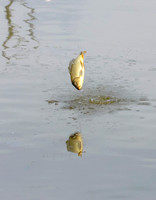 Jumping fish - Upstate, NY