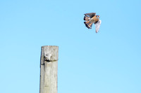 Male American Kestrel - Seneca Falls, NY