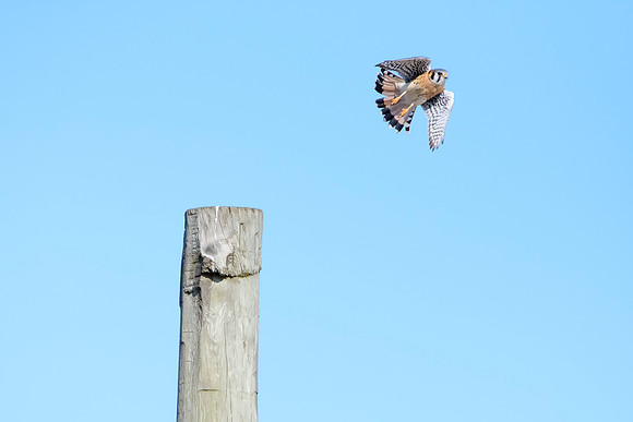 Male American Kestrel - Seneca Falls, NY