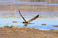 Immature bald eagle - Upstate, NY
