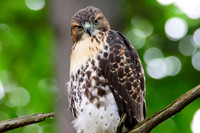 Immature Red-tailed Hawk - Ithaca, NY