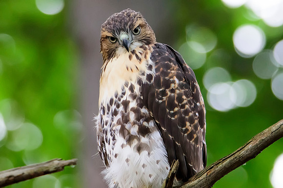 Immature Red-tailed Hawk - Ithaca, NY