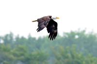 Mature bald eagle - Upstate, NY