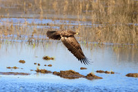 Immature bald eagle - Upstate, NY